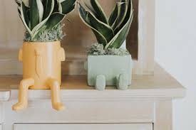 Sansevieria Paola Rolando Patatino seduto cappuccino