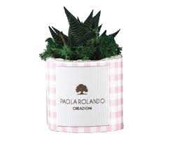 Pianta Grassa Paola Rolando Cilindro Quadretti