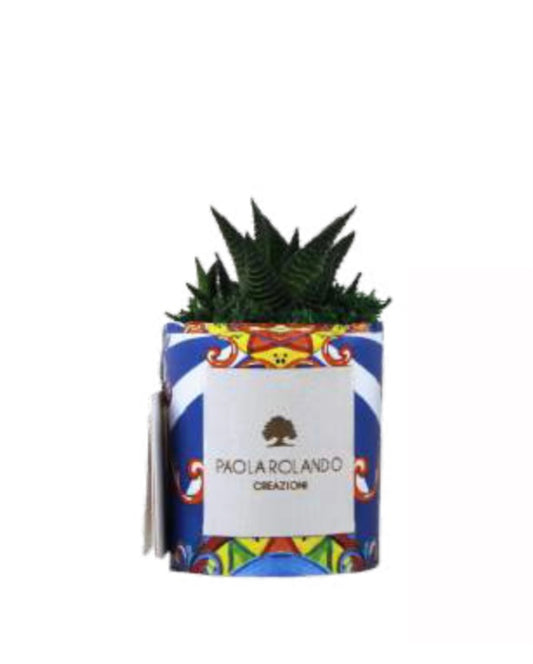 Pianta Grassa Paola Rolando Amalfi 2 limited