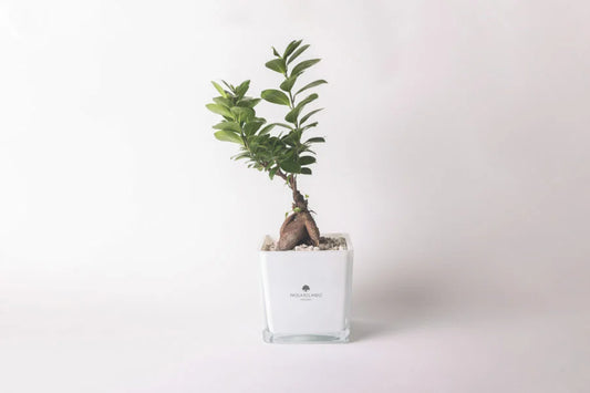 Bonsai Paola Rolando Ficus Ginseng in Cubo di Vetro