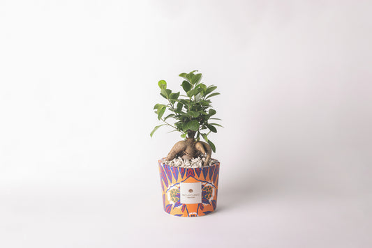 Bonsai Paola Rolando Ficus Ginseng in Vaso Decorato