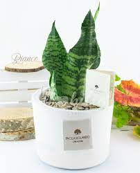 Sansevieria Paola Rolando Cilindro industrial