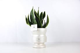 Sansevieria Paola Rolando Vaso cilindrico attico perla