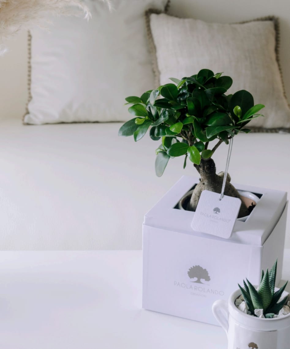 Nature Bonsai Paola Rolando Bonsai